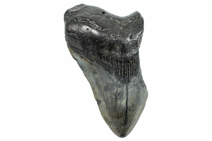 Partial Fossil Megalodon Tooth - Very Heavy #272589